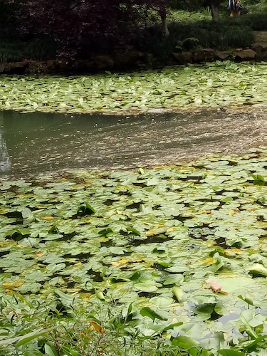七月九日 成人小说
 走西湖-关注西湖十景垃圾分类问题小分队 水质污染