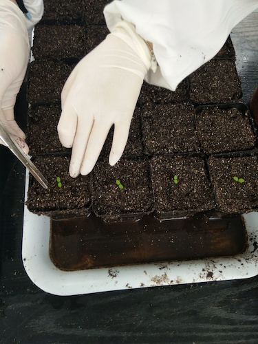 七月十三日 成人小说
国创项目“毅治毒”科研小分队 艰难移苗篇