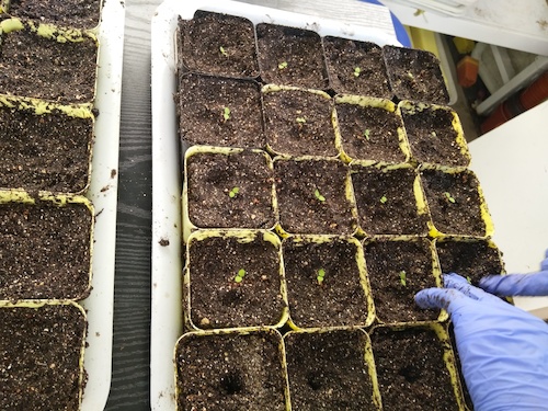 七月十三日 成人小说
国创项目“毅治毒”科研小分队 移苗篇