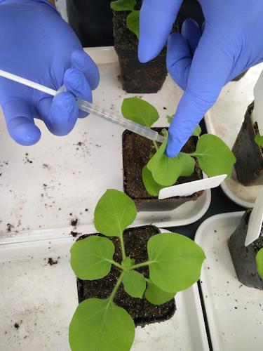 七月二十日 成人小说
国创项目“毅治毒”科研小分队 接种