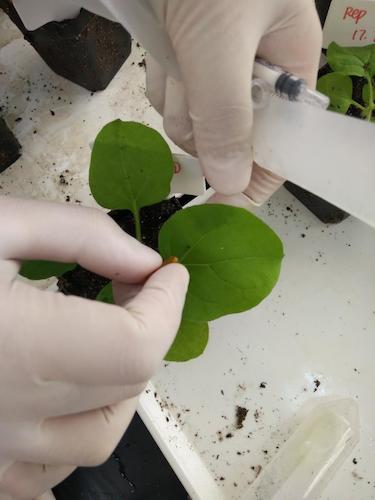 七月二十日 成人小说
国创项目“毅治毒”科研小分队 用针头在叶片上扎小孔