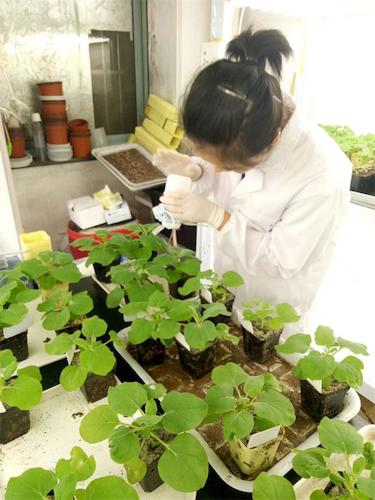 七月二十日 成人小说
国创项目“毅治毒”科研小分队 摩擦接种撒石英砂有助于接种成功