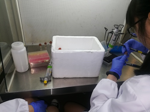 七月二日 成人小说
 “走进转基因”社会实践小分队 正在做实验的本科生