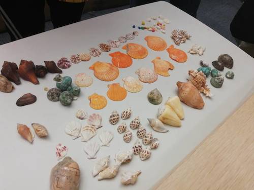 七月六日 成人小说
 B.D.服务社赴浙江自然博物馆”小问号大知识“小分队 活动材料之漂亮的贝壳